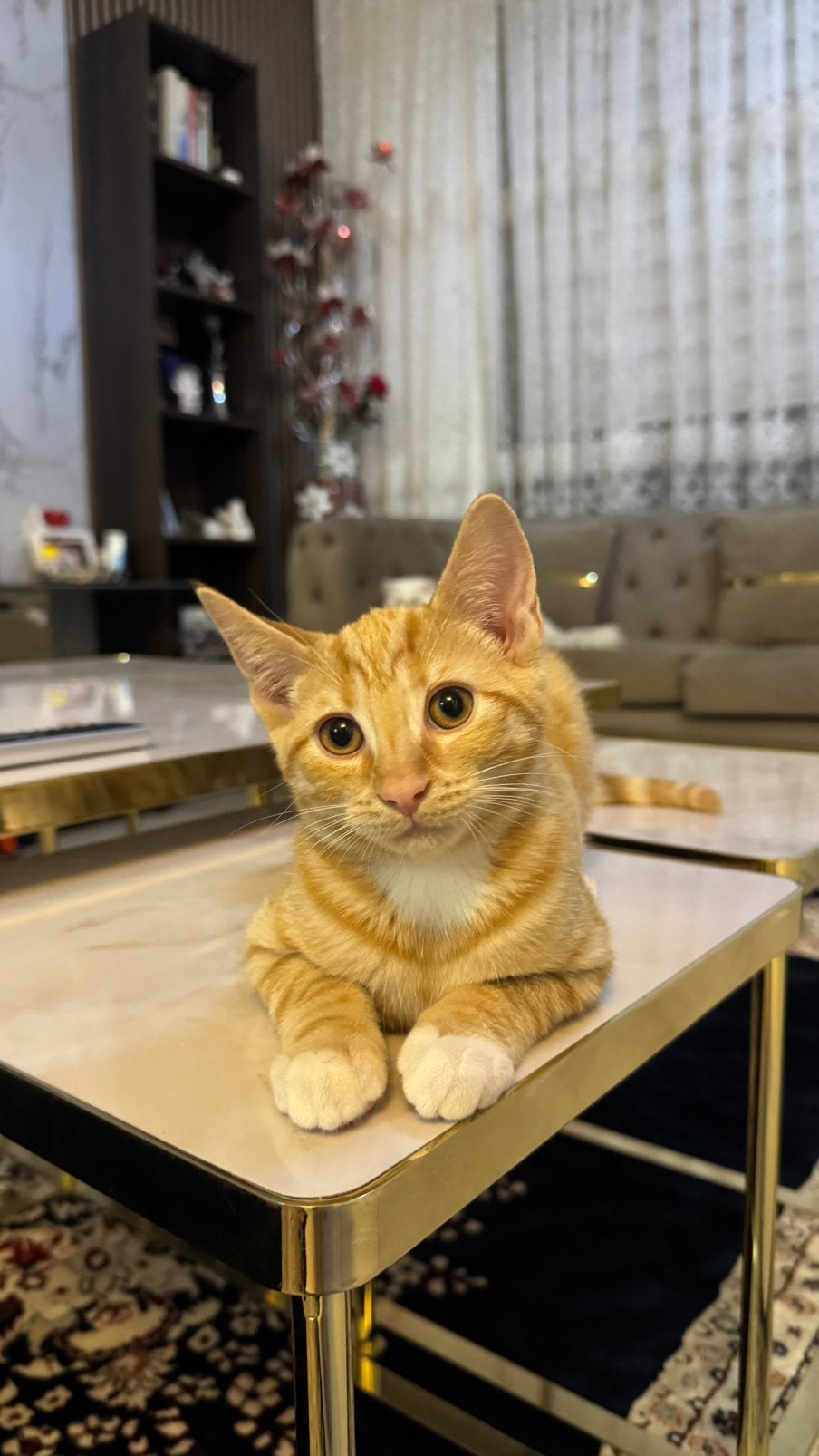 Amerikaanse/Europeese korthaar kitten, Dieren en Toebehoren, Meerdere dieren, Kortharig, 0 tot 2 jaar