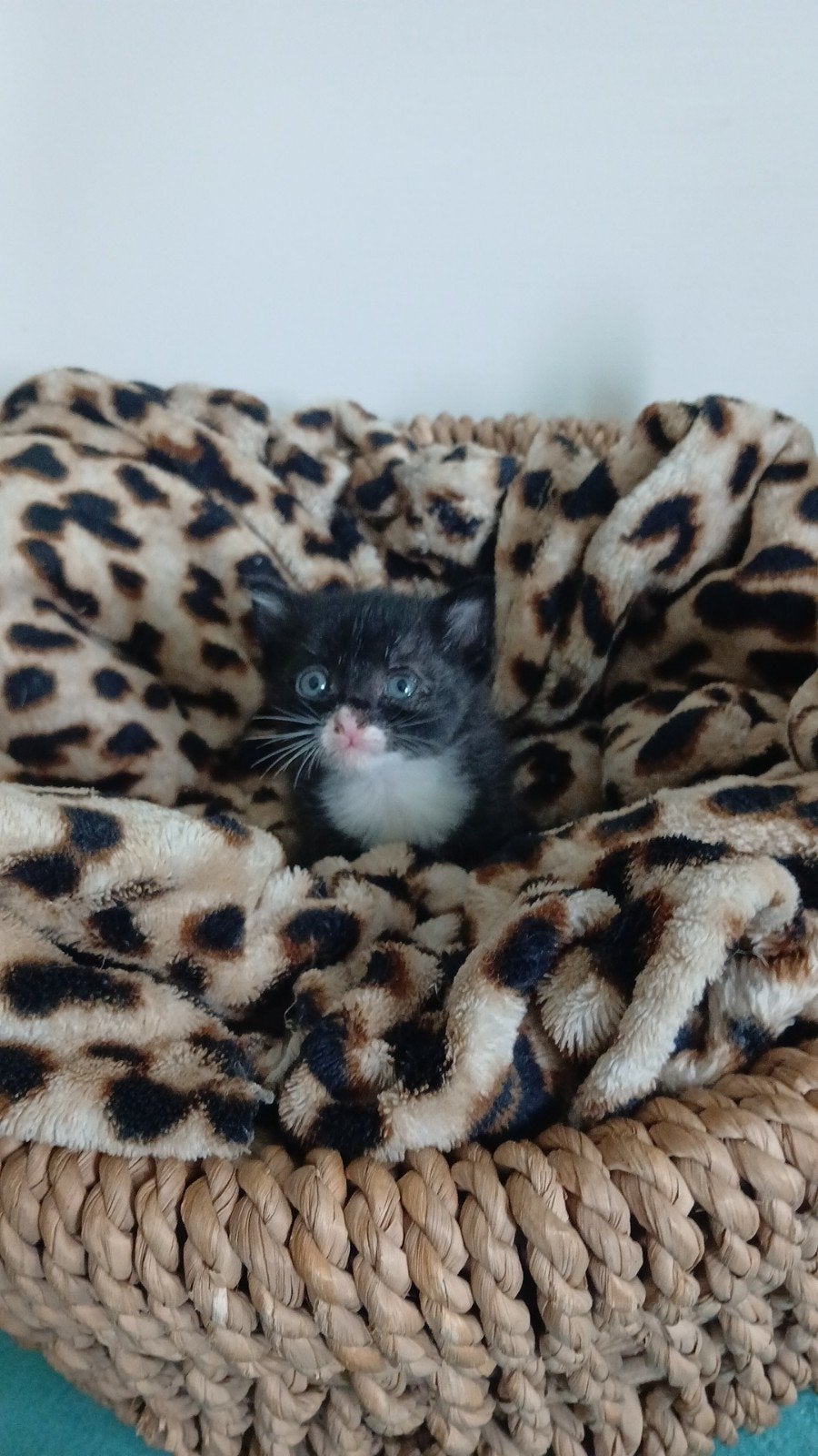 Kittens, Dieren en Toebehoren, Meerdere dieren, Kortharig, 0 tot 2 jaar