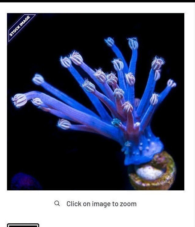 Cespitularia koraal, Dieren en Toebehoren, Vissen | Aquariumvissen, Overige typen
