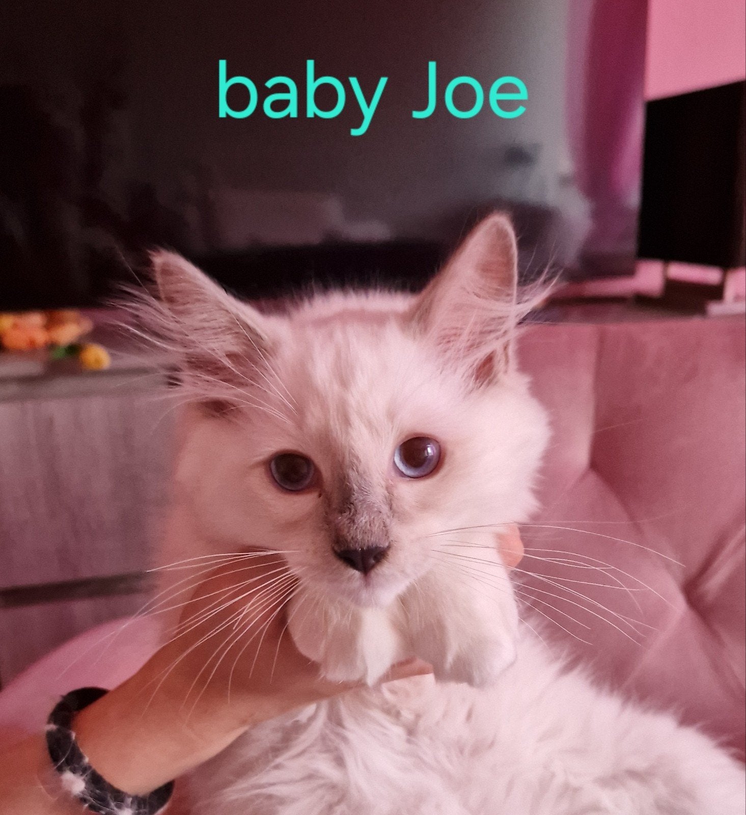 Ragdoll kittens, Meerdere dieren, 0 tot 2 jaar