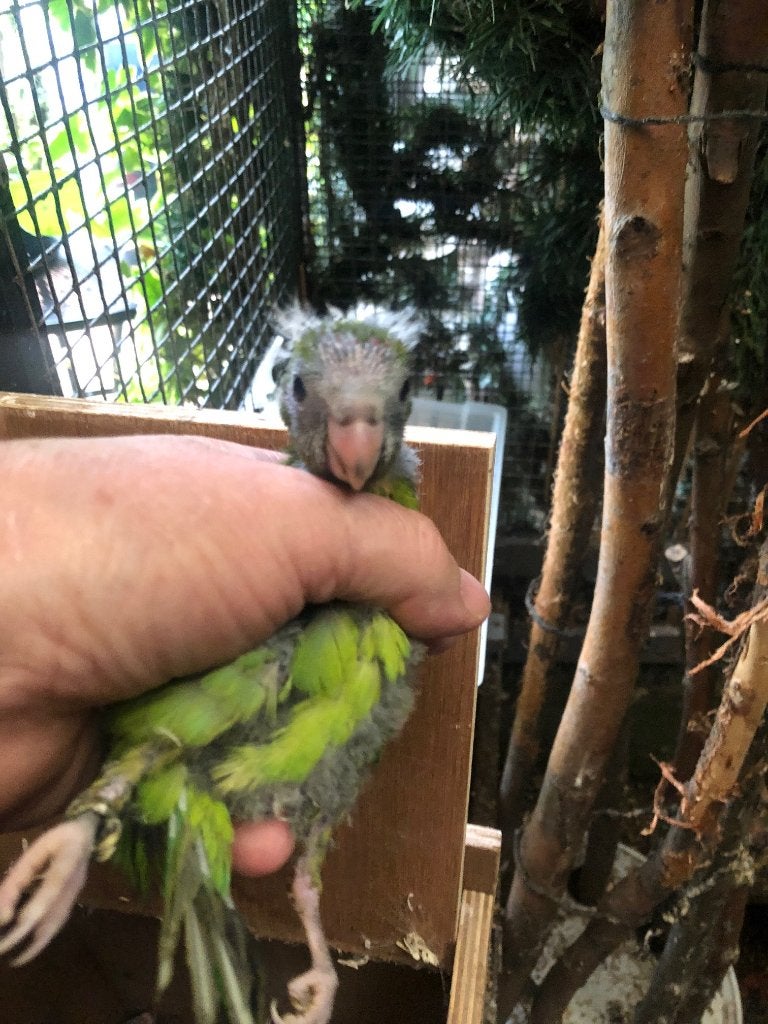 jonge groene kakarikis om tam te maken, Dieren en Toebehoren, Vogels | Parkieten en Papegaaien, Meerdere dieren, Dwergpapegaai of Agapornis