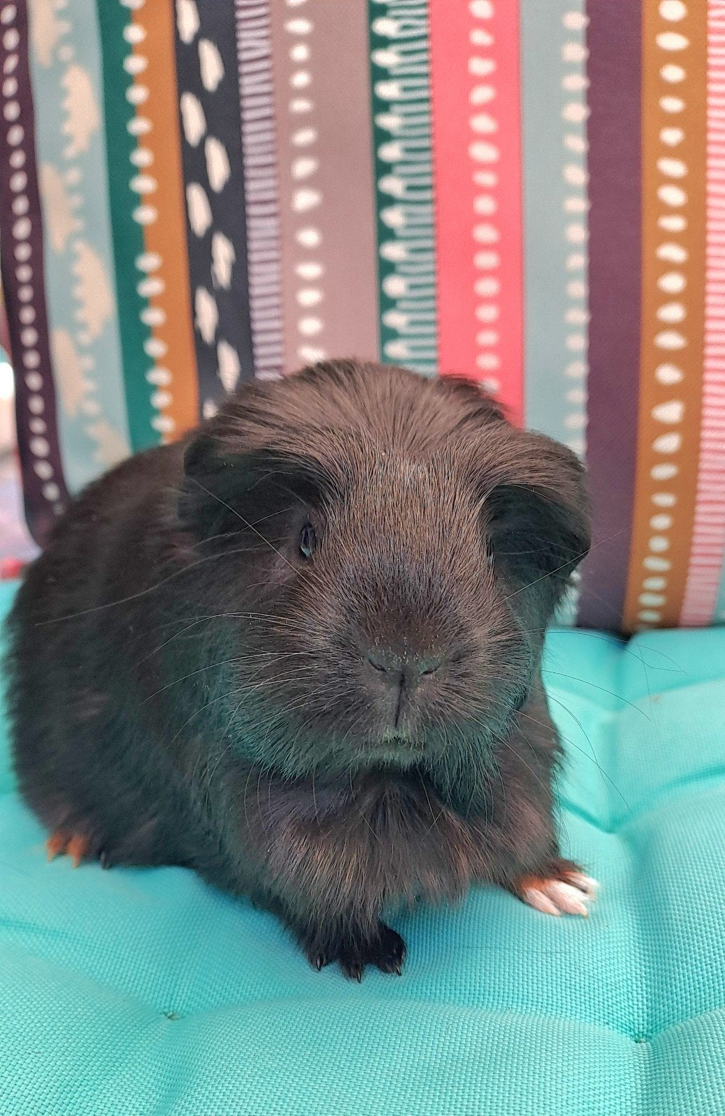 lieve baby coronet cavia zoekt huisje, Dieren en Toebehoren, Knaagdieren, Cavia, Mannelijk, Juli, Tam