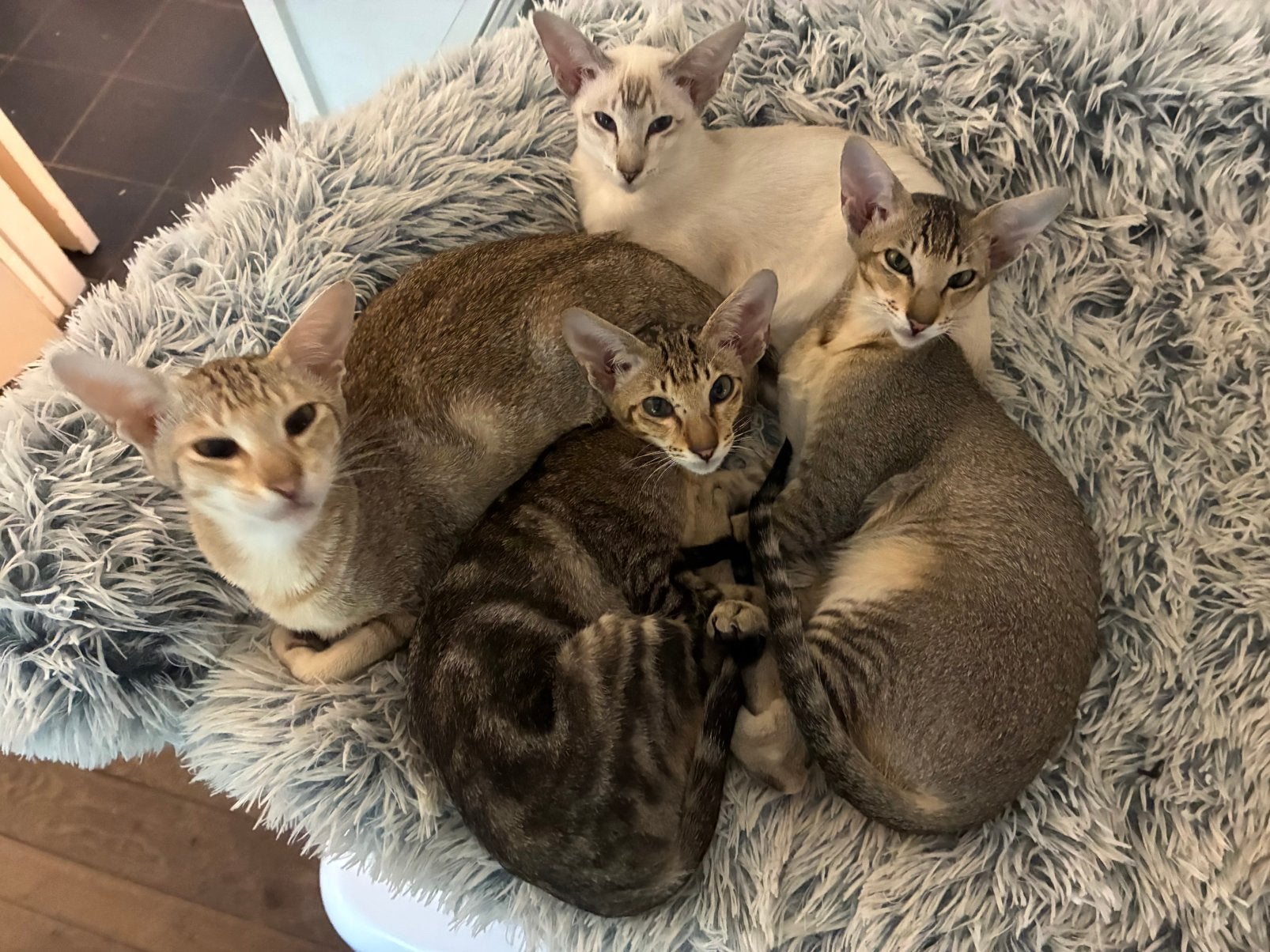 Prachtige Siamezen Oosterse korthaar kittens, Dieren en Toebehoren, Meerdere dieren, Met stamboom, 0 tot 2 jaar