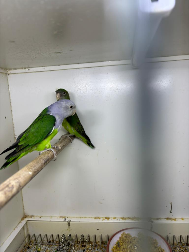 Cana, Dieren en Toebehoren, Vogels | Parkieten en Papegaaien, Meerdere dieren, Parkiet, Geringd