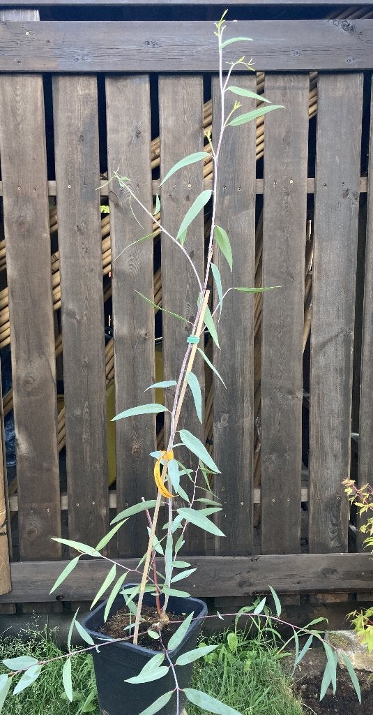 Eucalyptus lacrimans, Tuin en Terras, Overige soorten, Zomer, 400 cm of meer, Ophalen