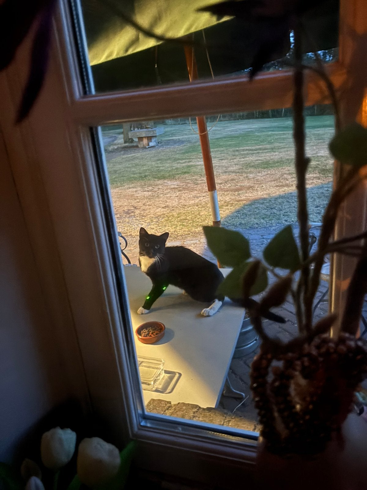 Mist iemand deze kat ?, Kat