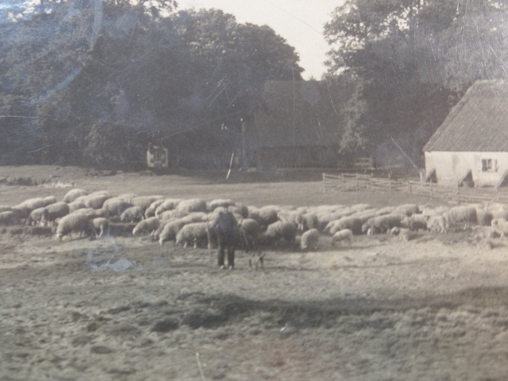 Fotokaart Ede de Ginkel  schapen, Verzenden, 1920 tot 1940, Gelopen, Gelderland
