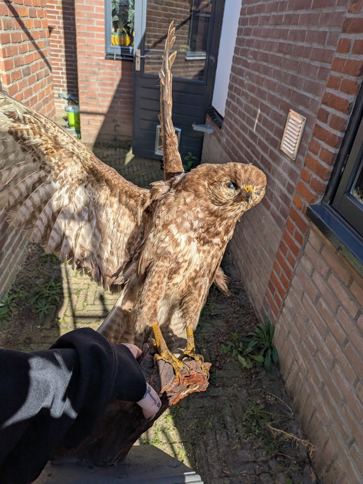 Antiek Opgezette Vogel, Ophalen, Gebruikt, Vogel, Opgezet dier