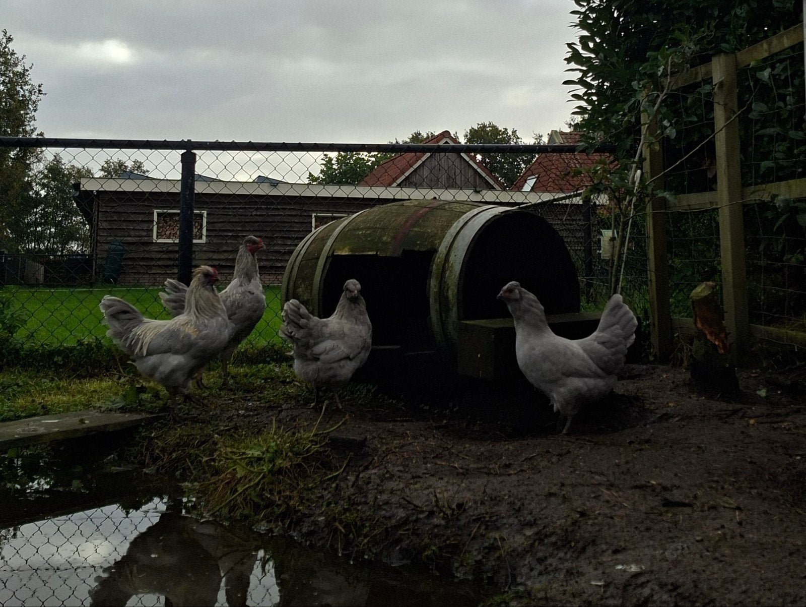 Prachtige jonge Araucana haan (2026), Dieren en Toebehoren, Mannelijk, Kip