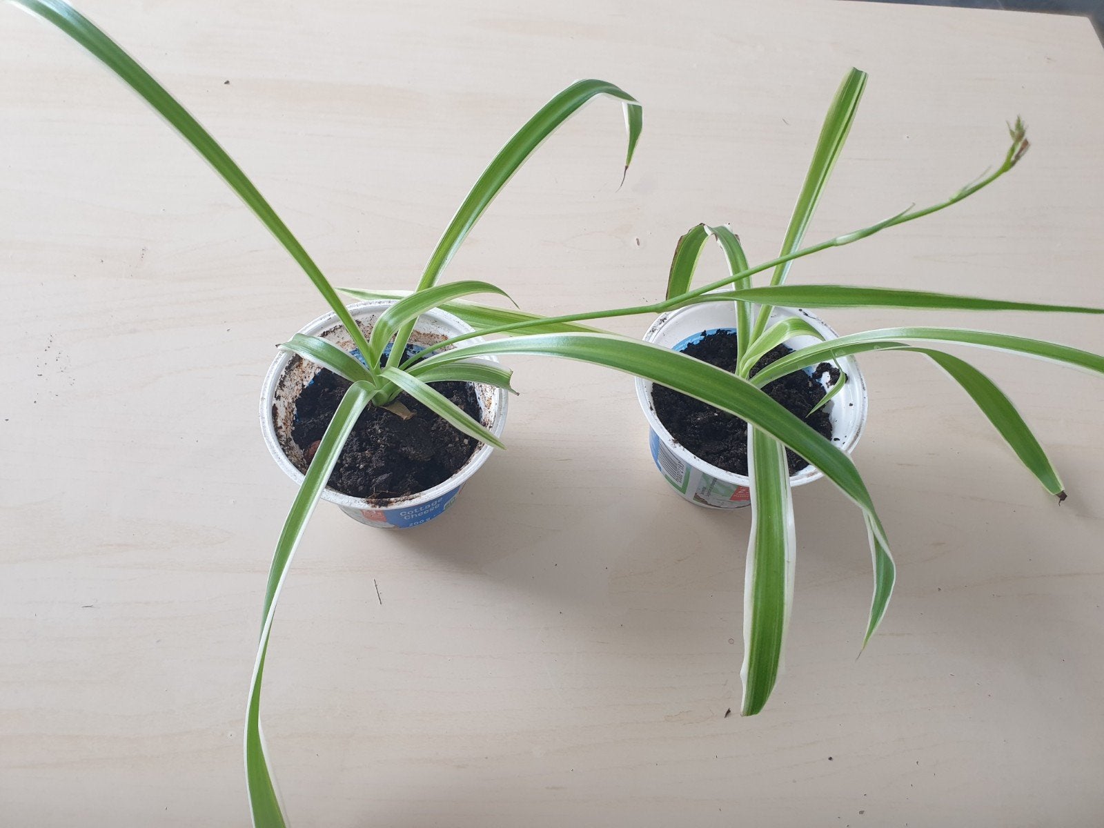 Graslelie (Chlorophytum comosum) - Jonge plantjes, Overige soorten, In pot, Minder dan 100 cm, Groene kamerplant