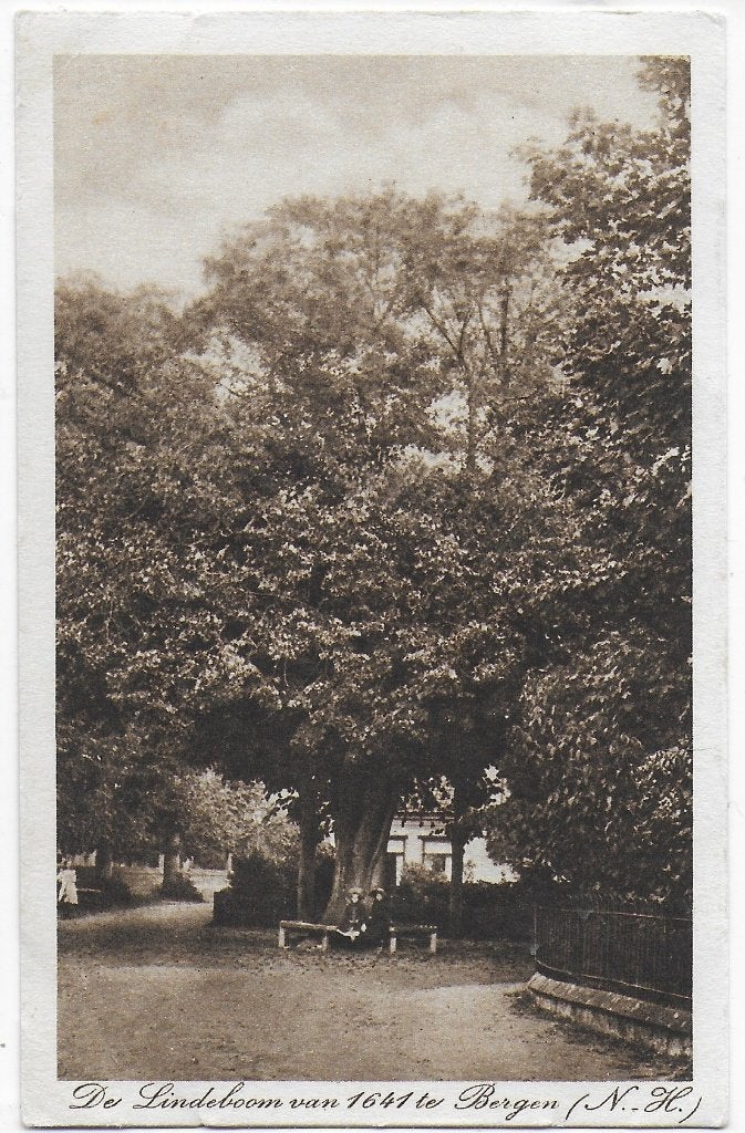 Bergen De Lindeboom ongelopen   Ansichtkaart ( B8398), Ophalen of Verzenden, 1940 tot 1960, Ongelopen, Noord-Holland