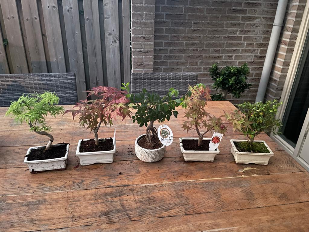 Leuke start set  van 5 diverse bonsai, Ophalen of Verzenden, Bloeit niet, Overige soorten, Halfschaduw