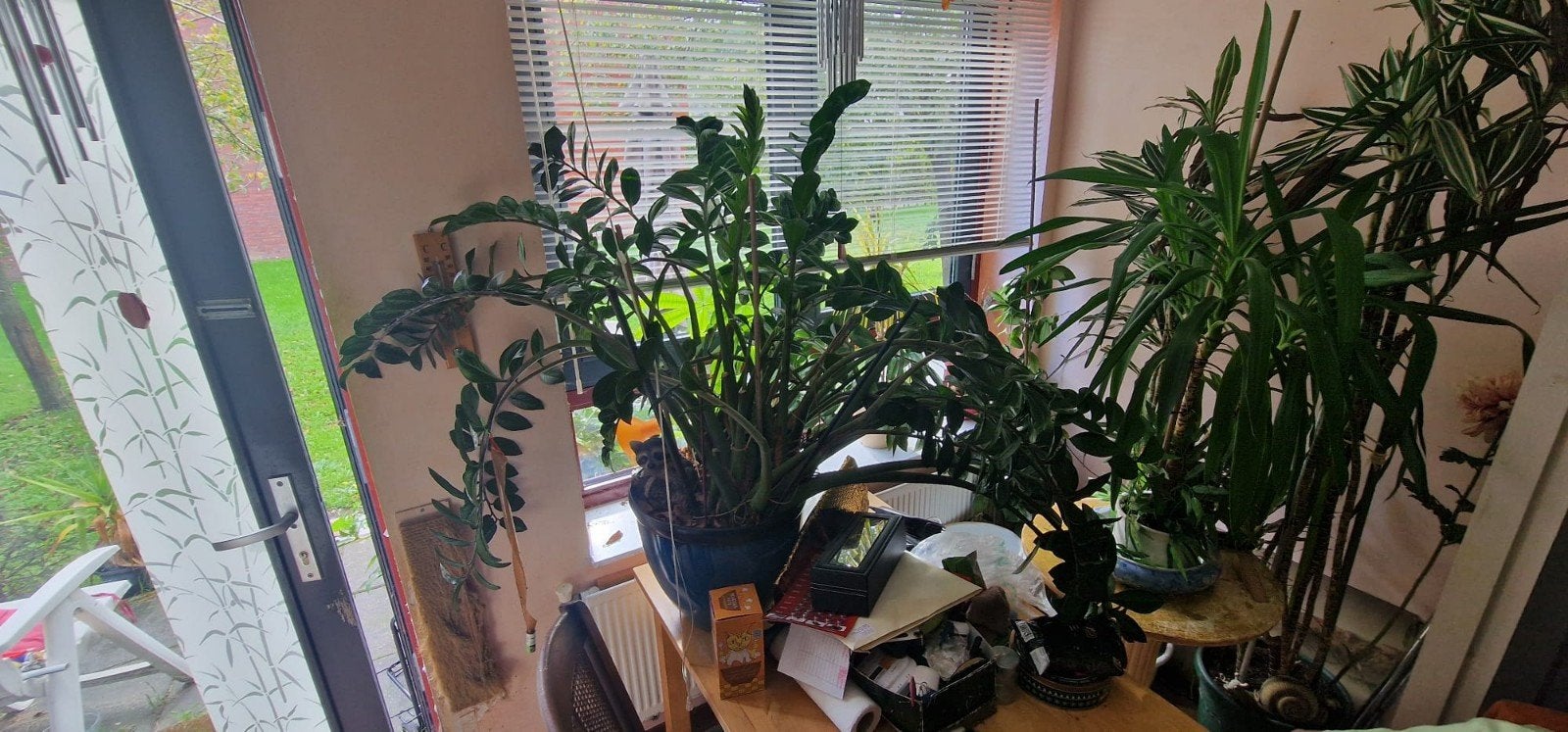 Grote kamerplant zoekt nieuw huis  Gratis af te halen, Huis en Inrichting, 100 tot 150 cm, Overige soorten, In pot, Groene kamerplant