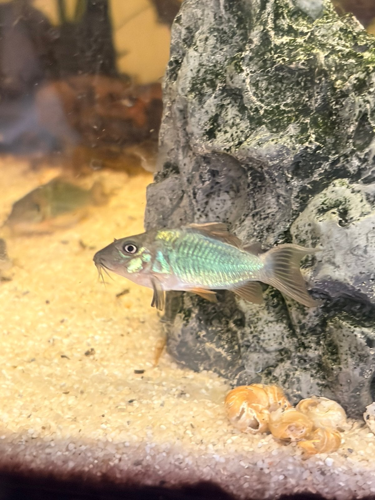 Bronchis Splendens, smaragd groene Corydora, Dieren en Toebehoren, Vis