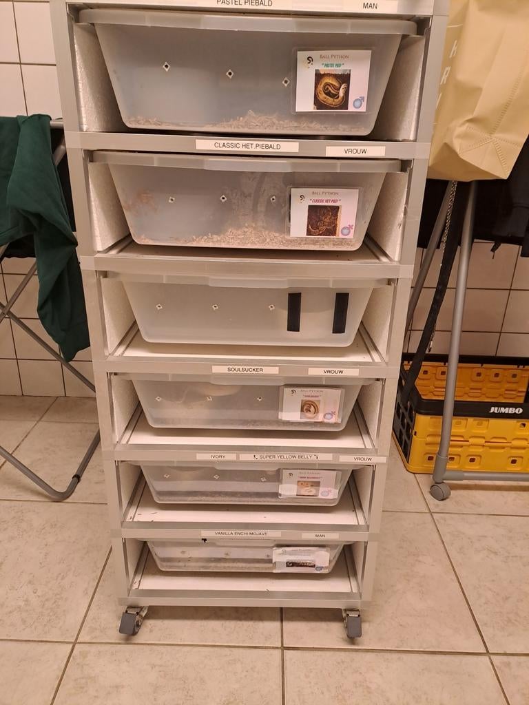 Te koop Alurack incl. 5 python regius, Dieren en Toebehoren, Slang, 7 tot 10 jaar