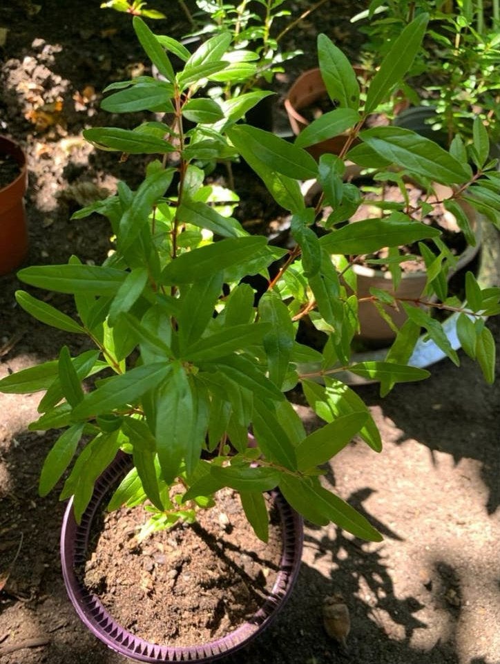 Granaatappel boom in pot - per stuk, Ophalen, Minder dan 100 cm, Overige soorten, In pot