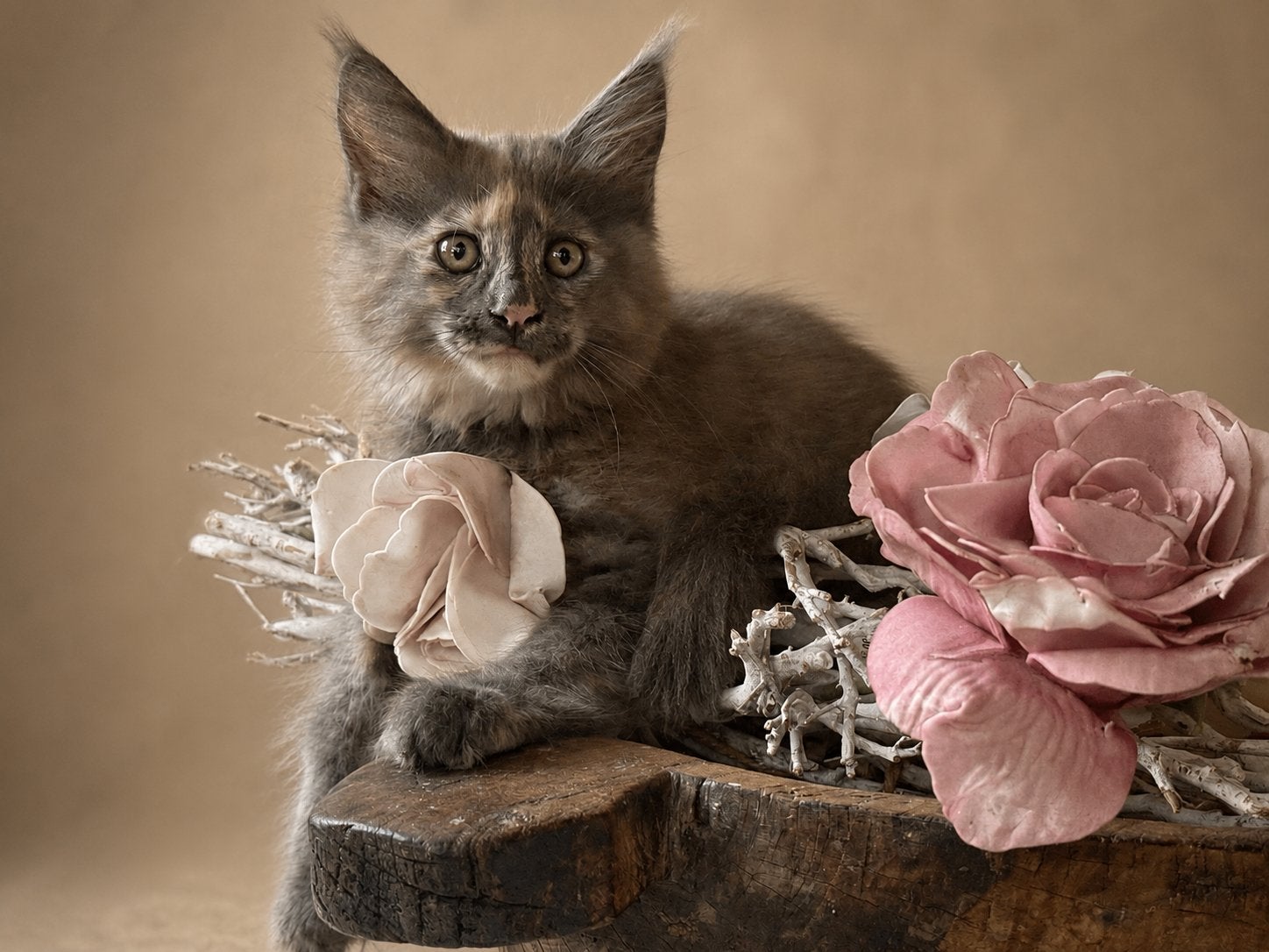 Maine coon meisje, Dieren en Toebehoren, Katten en Kittens | Raskatten | Langhaar, Poes, Met stamboom, 0 tot 2 jaar