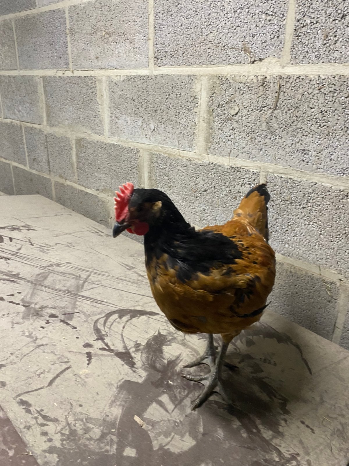 Raszuivere hanen., Dieren en Toebehoren, Pluimvee, Mannelijk, Kip
