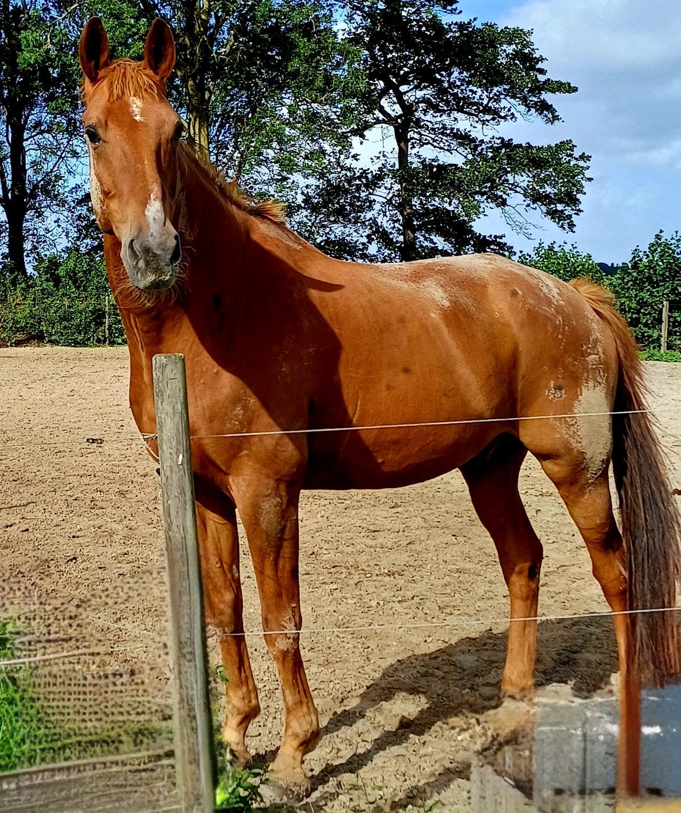 vriendelijke grote ruin, Dieren en Toebehoren, Ruin, Recreatiepaard