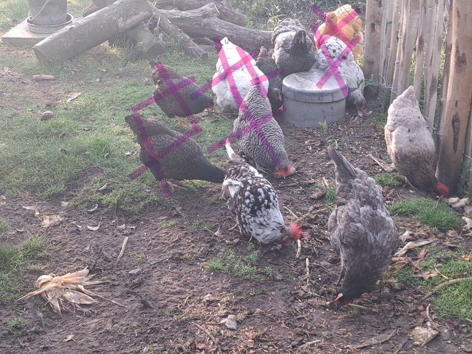 leghennen te koop 1 en 2 jaar oud, Dieren en Toebehoren, Vrouwelijk, Kip