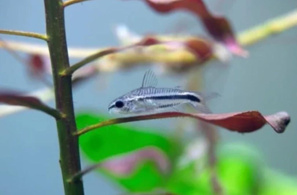 Corydoras pygmaeus - Dwergpantsermeerval, Vis