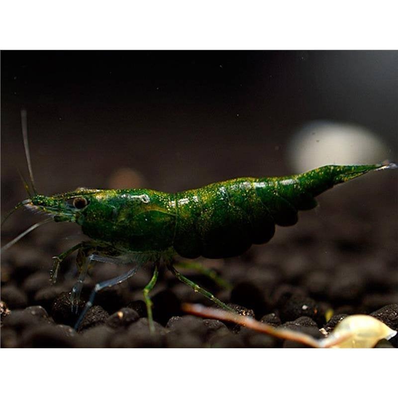Green Jade Grade A Male, Kreeft, Krab of Garnaal, Zoetwatervis, Schoolvis