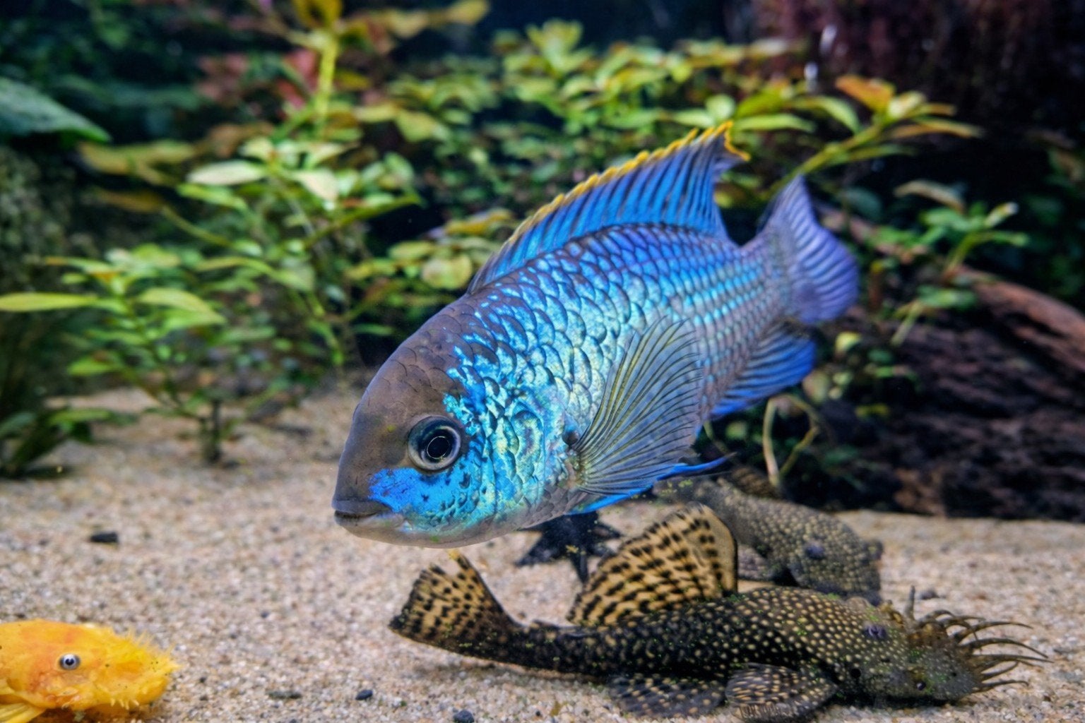 Electric blue acara's 4 - 5 cm, Vis