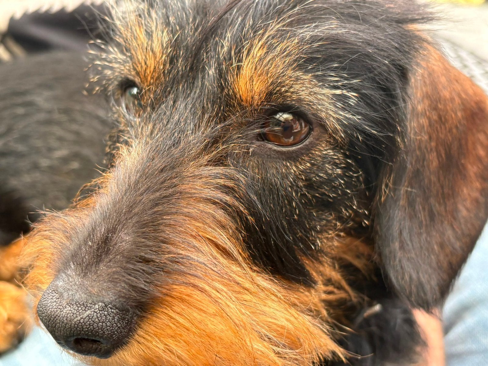 Gezocht Dekreu,Ruwharige Dwergteckel, omgeving N-Holland, Reu, Eén hond, 3 tot 5 jaar, Nederland