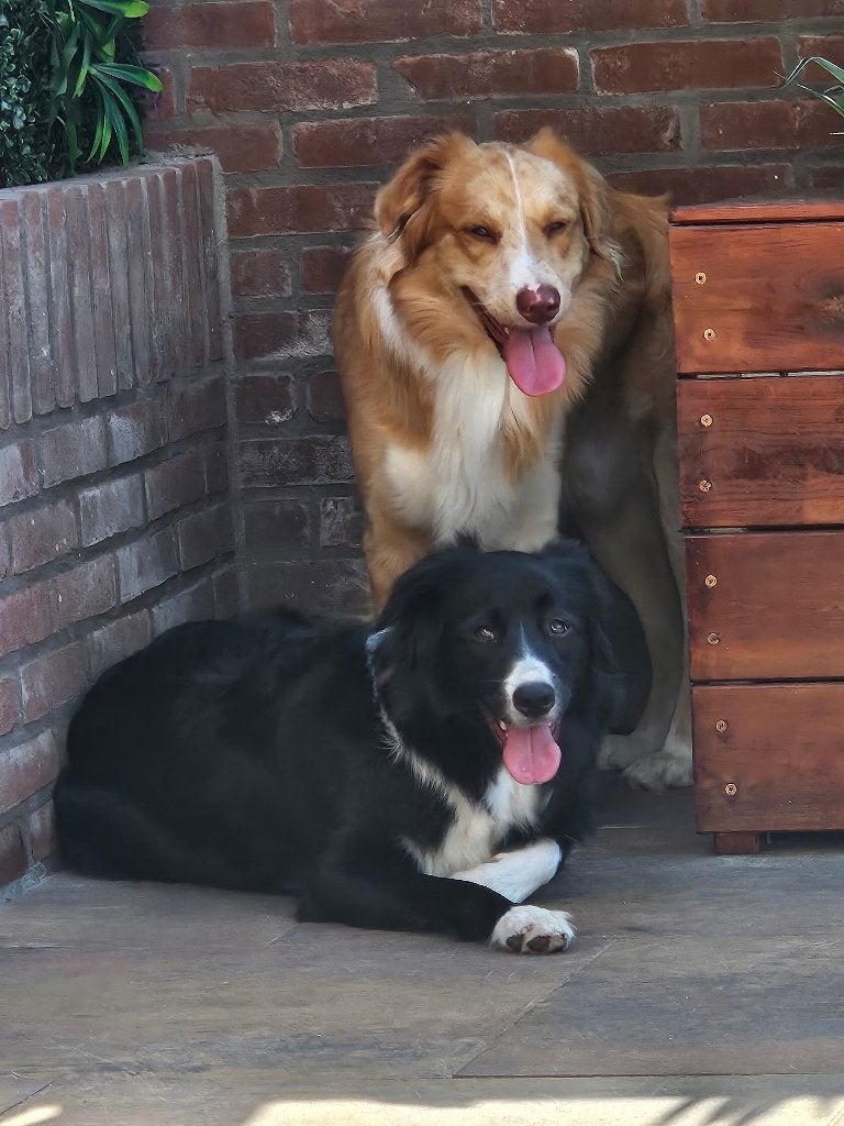 2 honden 1,5 jaar oud, Dieren en Toebehoren, Honden | Niet-rashonden, 1 tot 2 jaar, Parvo, Meerdere, Meerdere dieren
