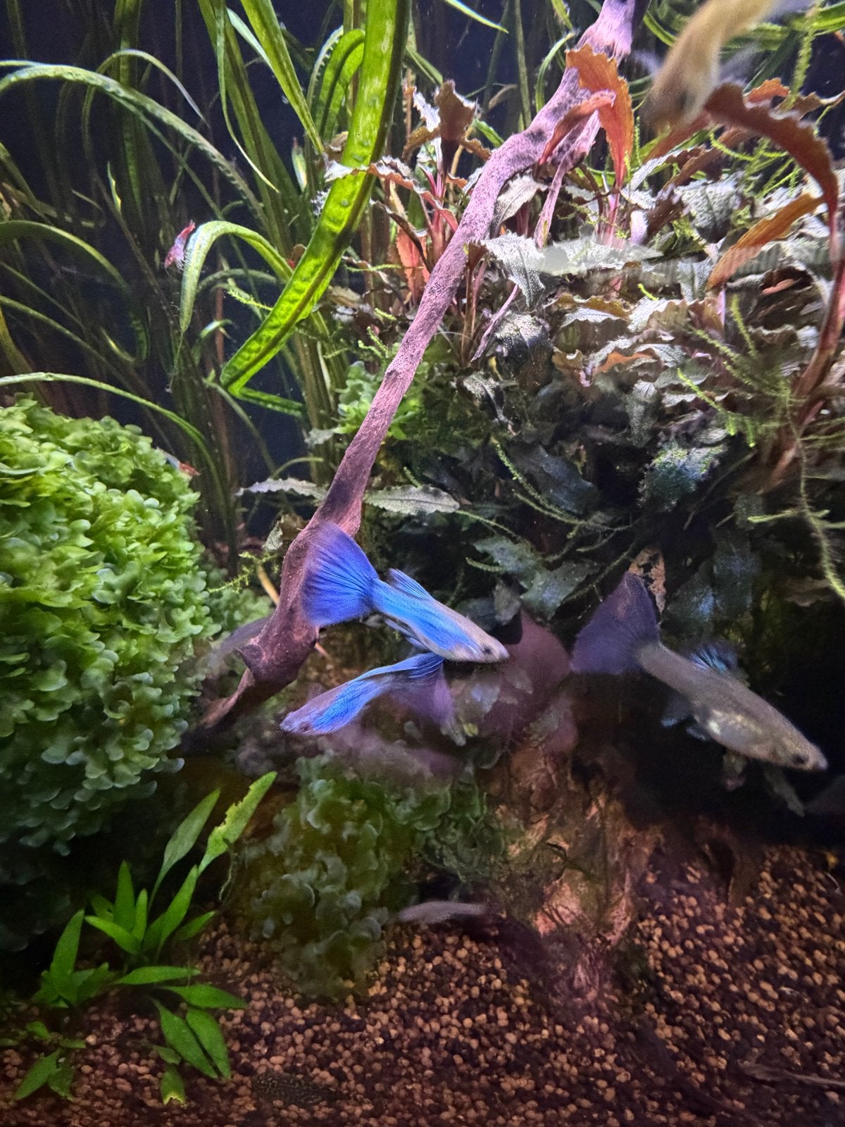 Singa Blue Tail guppy’s, Dieren en Toebehoren, Vissen | Aquariumvissen, Vis, Zoetwatervis