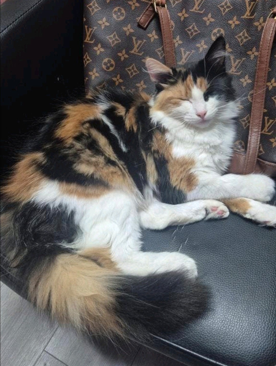 💖💙 kittens half langhaar mainecoon X💙💖, Dieren en Toebehoren, Katten en Kittens | Raskatten | Langhaar, Meerdere dieren, Gechipt