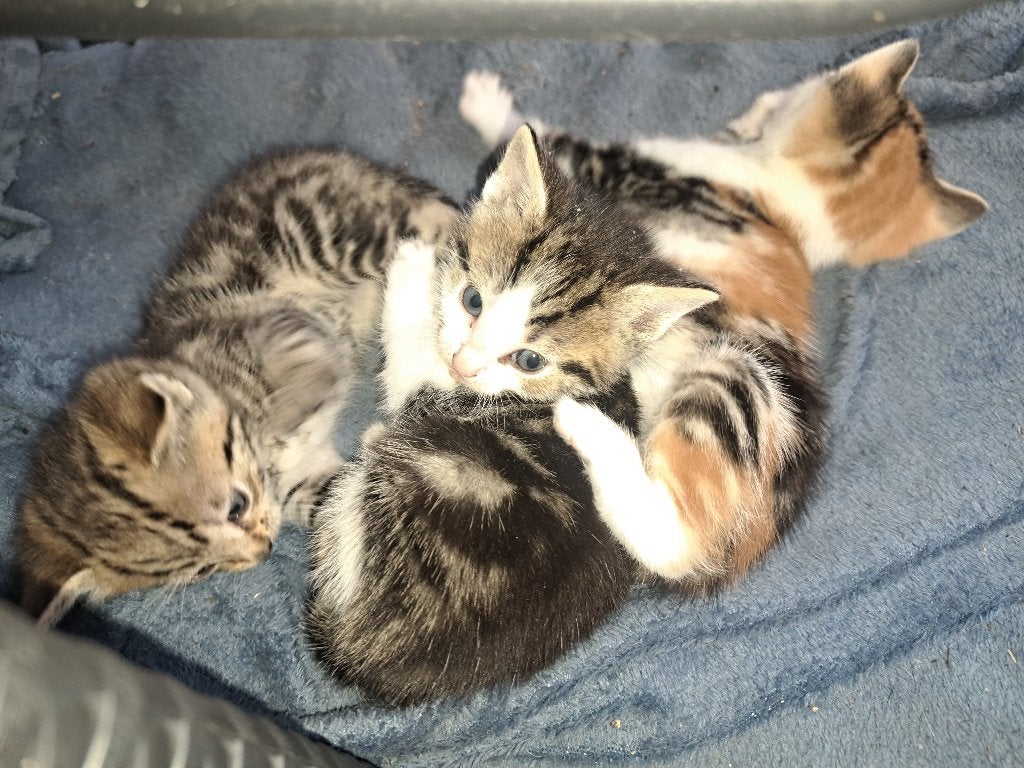 Kittens, Meerdere dieren, Ontwormd, 0 tot 2 jaar