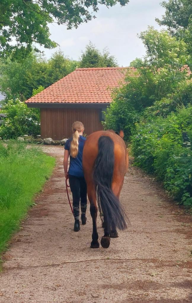Verzorger aangeboden, verzorgpony gezocht, Dieren en Toebehoren, Paarden en Pony's | Overige Paardenspullen, Ophalen of Verzenden