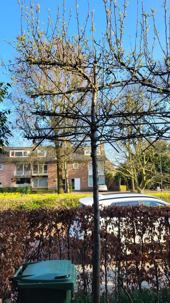 3 leibomen sierpeer, stamdiam 12cm (2 bomen gereserveerd)., Ophalen, Volle zon