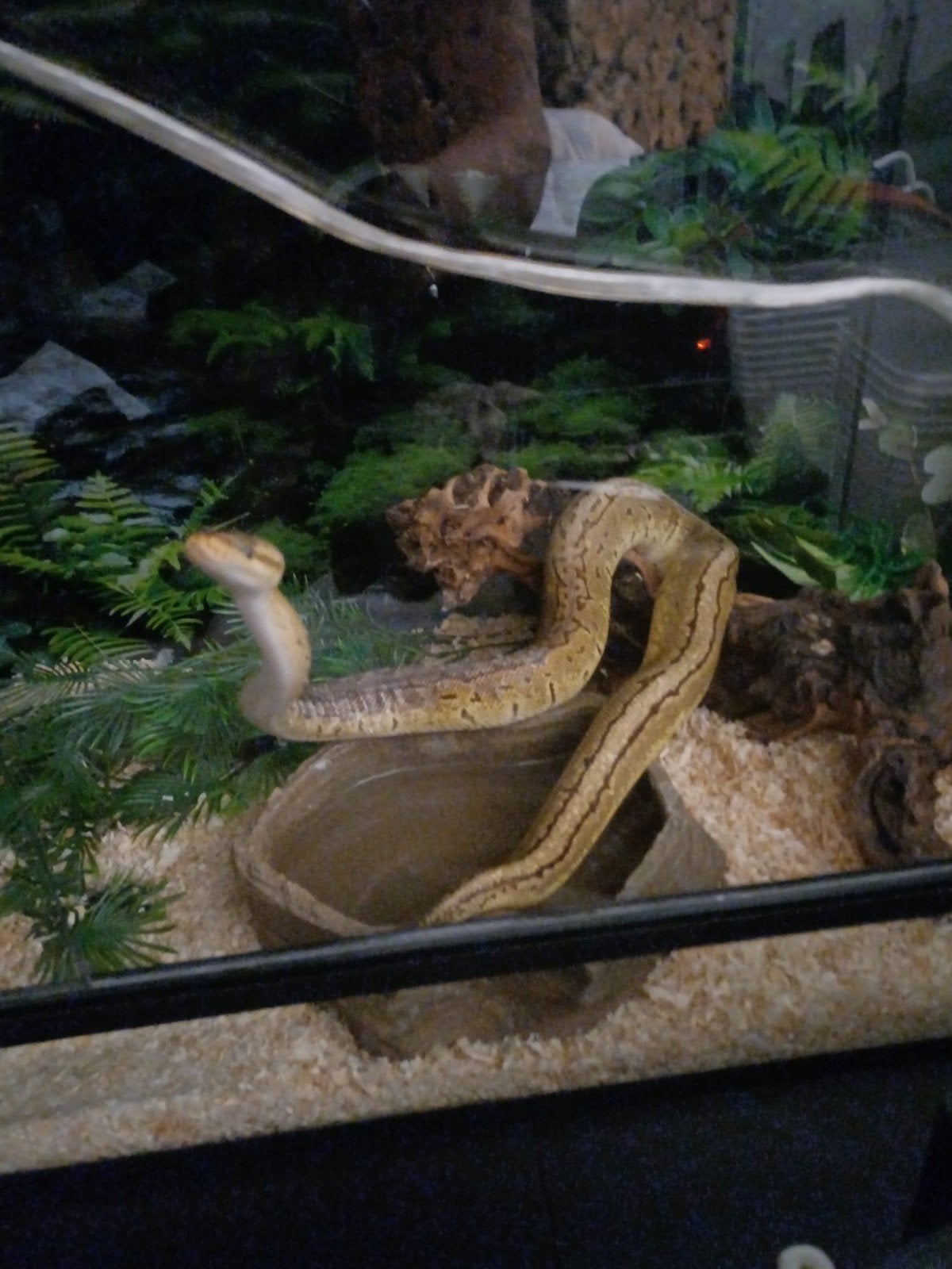 Ball Python Ball Python - unknown for sale from Christiaan