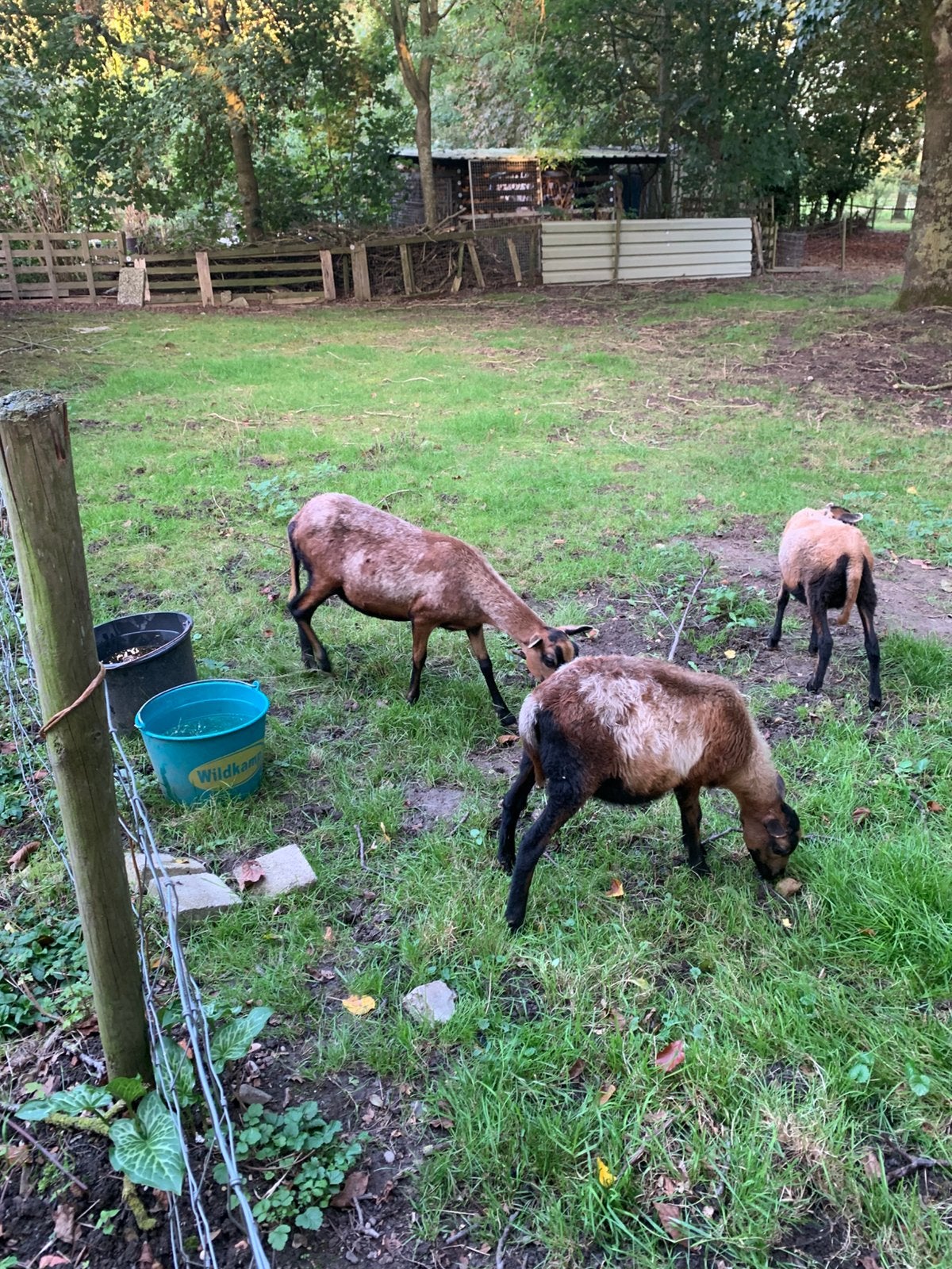 Ooien met lammeren en ram te koop, Meerdere dieren, Schaap