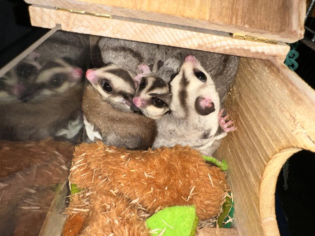 Sugar gliders, December, Geslacht onbekend