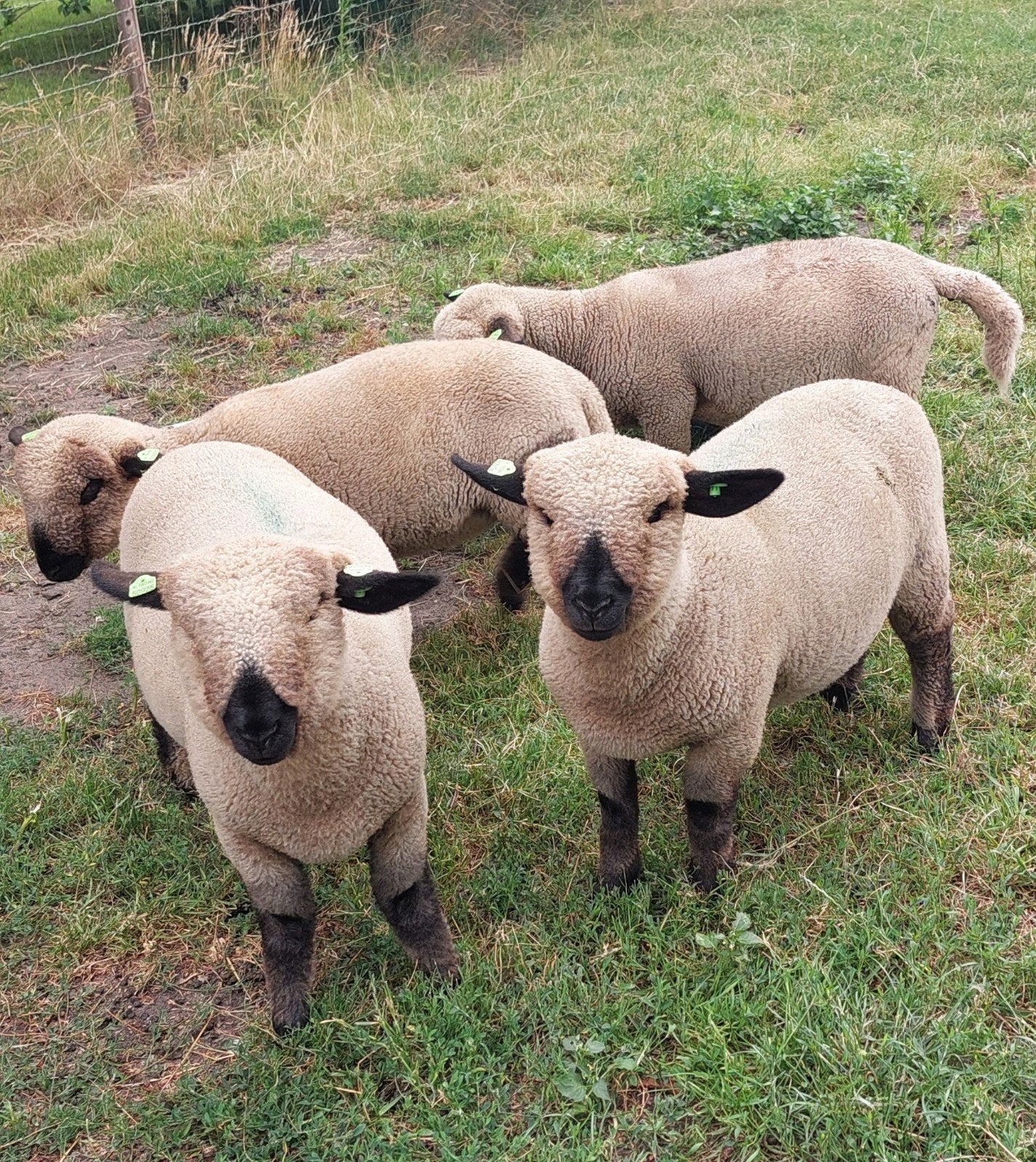 2 stuks hampshire down ooilammeren, Dieren en Toebehoren, Schapen, Geiten en Varkens, Vrouwelijk, Schaap