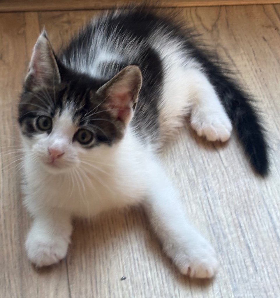 kittens, Meerdere dieren, 0 tot 2 jaar