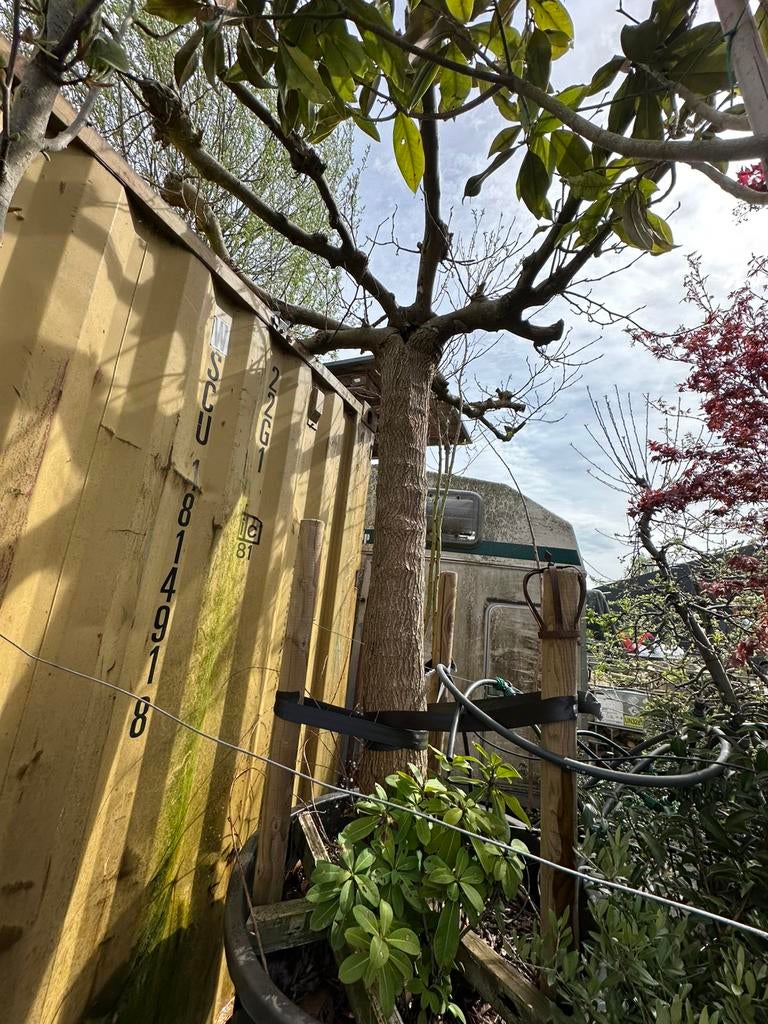 Dakmoerbei stamomtrek 50 cm, Tuin en Terras, Planten | Bomen, Ophalen of Verzenden, In pot, Volle zon, Overige soorten