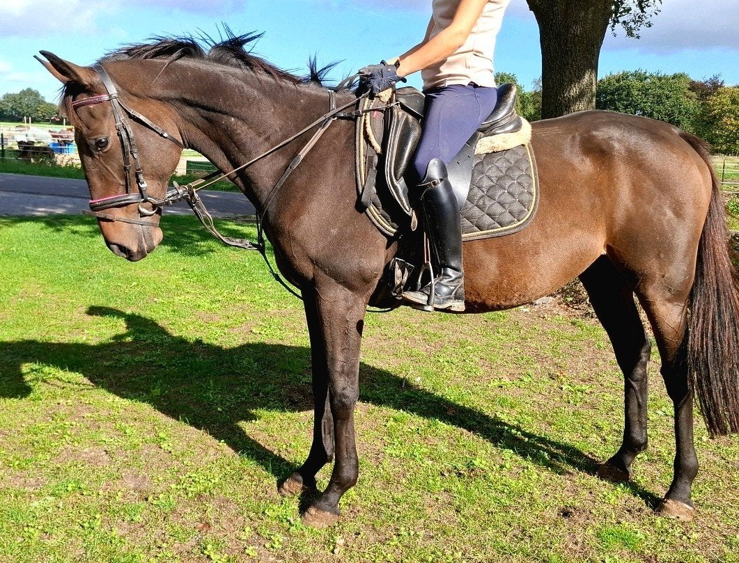 Topbrave brave 6 jr ruin 1,62m(recreatie-manege-sport, Ruin, 3 tot 6 jaar, 160 tot 165 cm, Recreatiepaard