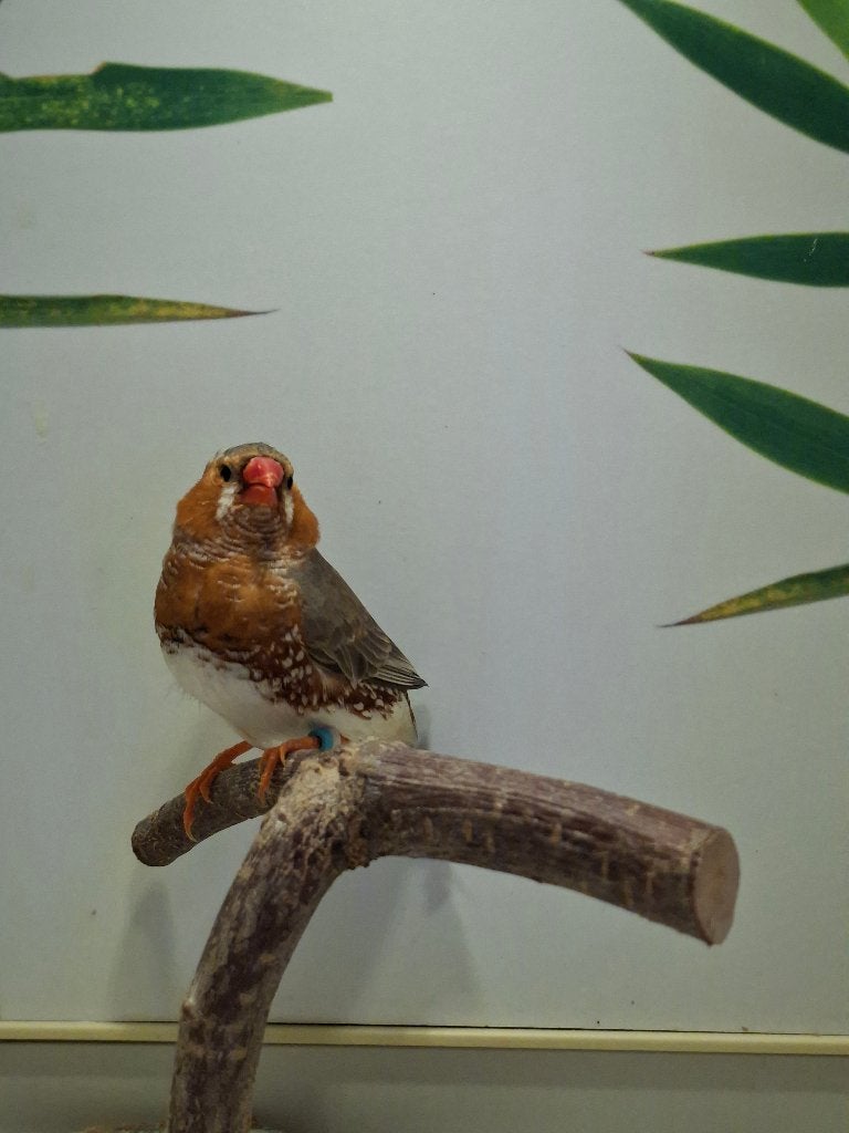 Zebravinken koppel 2, Dieren en Toebehoren, Vogels | Overige Vogels, Meerdere dieren, Tropenvogel, Geringd