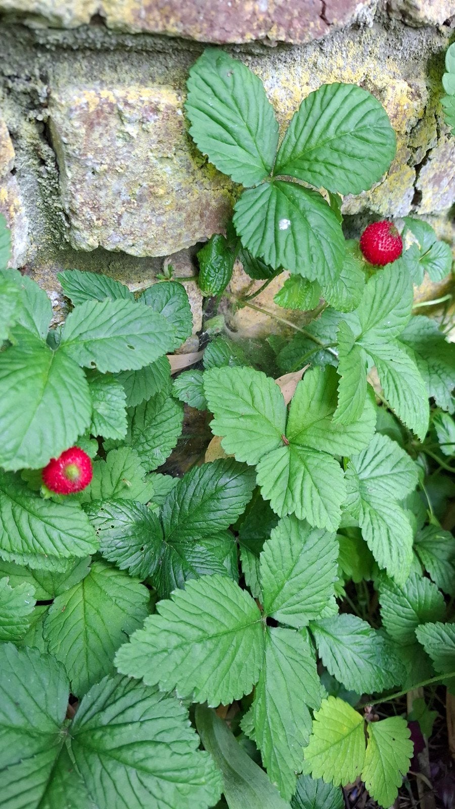 GRATUS stekjes Schijnaardbei, Indische aardbei, Ophalen, Zomer, Bodembedekkers, Halfschaduw