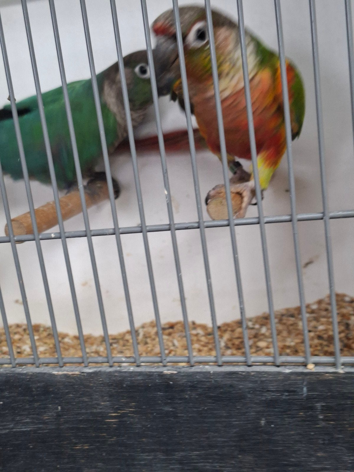 mooi koppel pyrrhurra met jongen, Meerdere dieren, Parkiet