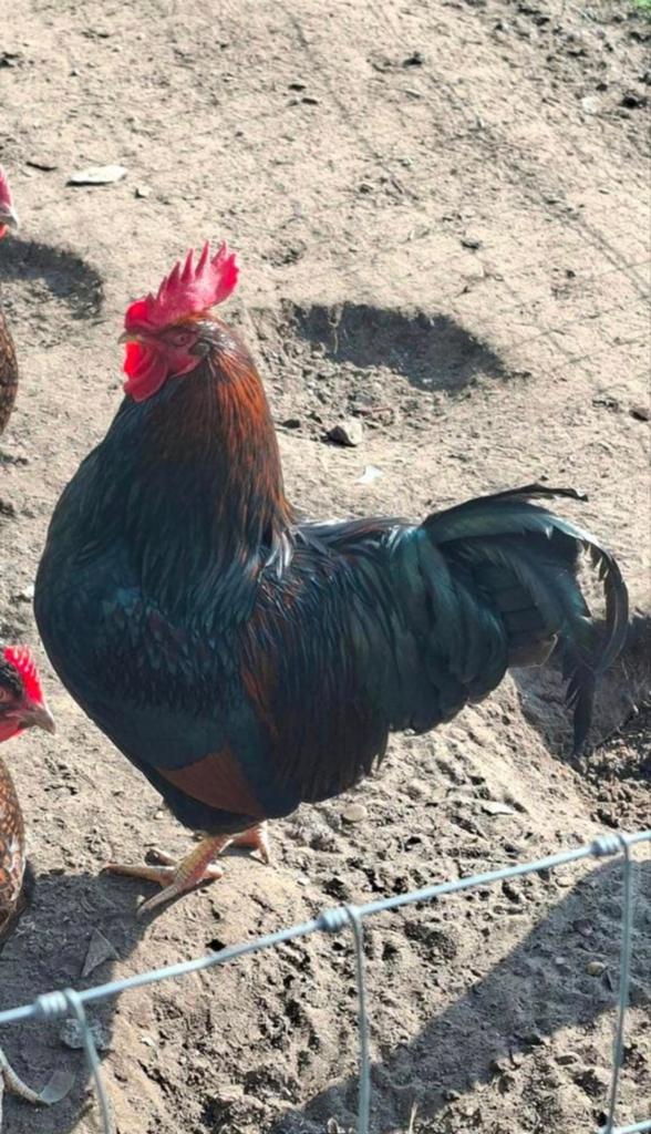 Broedeieren, Dieren en Toebehoren, Pluimvee, Geslacht onbekend, Kip