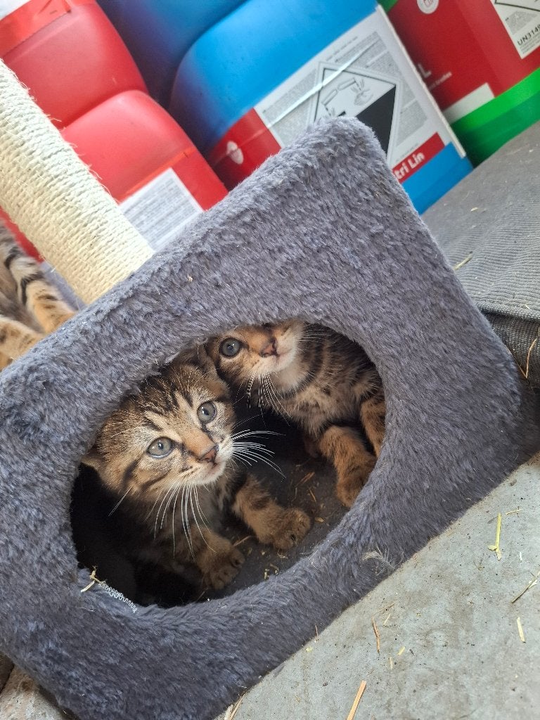 Boerderij kittens, Meerdere dieren, Ontwormd, 0 tot 2 jaar