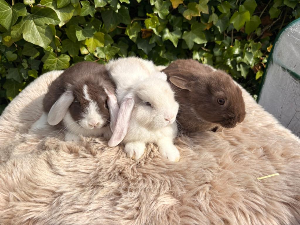 Lieve tamme baby Nederland hangoor dwergkonijntjes, Meerdere dieren, Dwerg, Hangoor