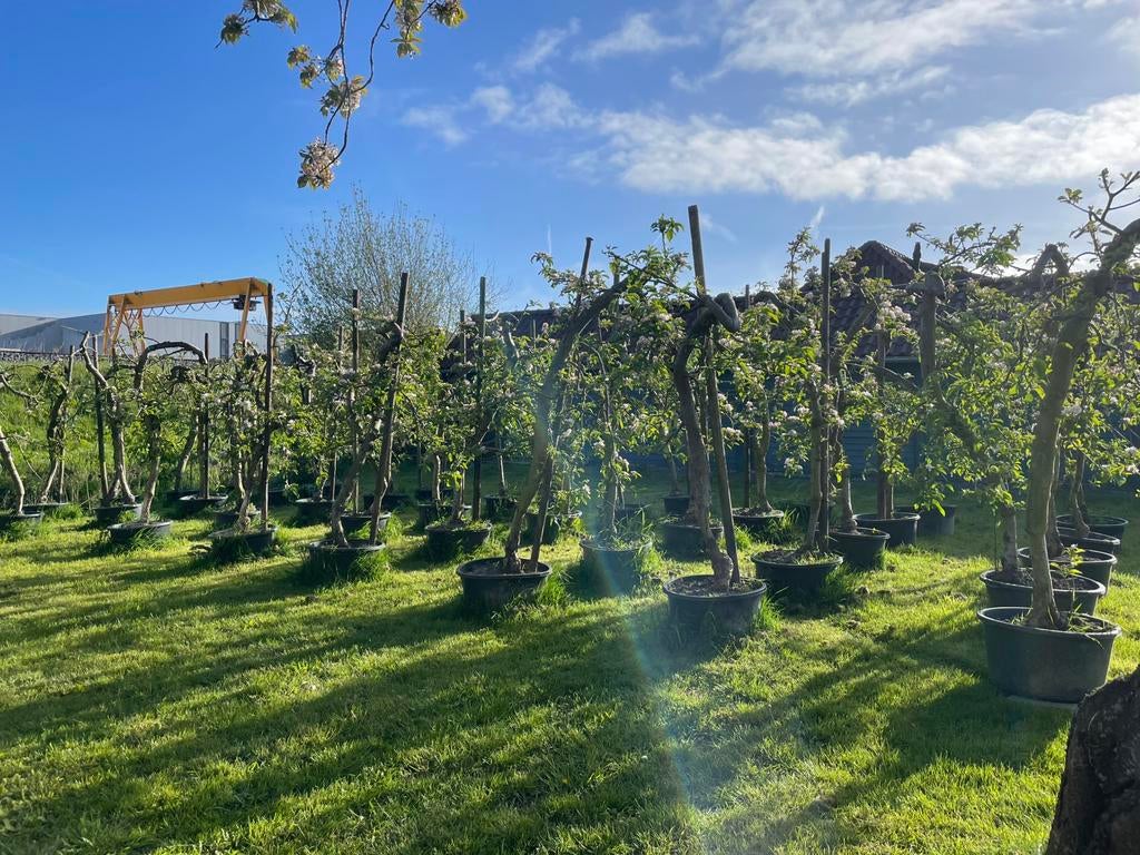 Elstar Appelbomen actie - 95,- p/s, Ophalen, Lente, Volle zon, In pot