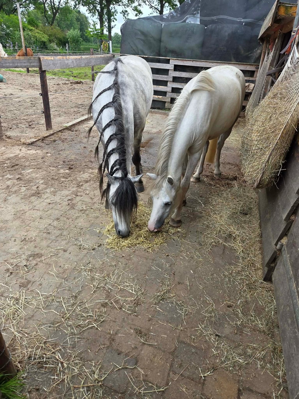 Leuke leasers bijrijders gezocht, Dieren en Toebehoren, Paarden en Pony's | Overige Paardenspullen, Ophalen, Nieuw