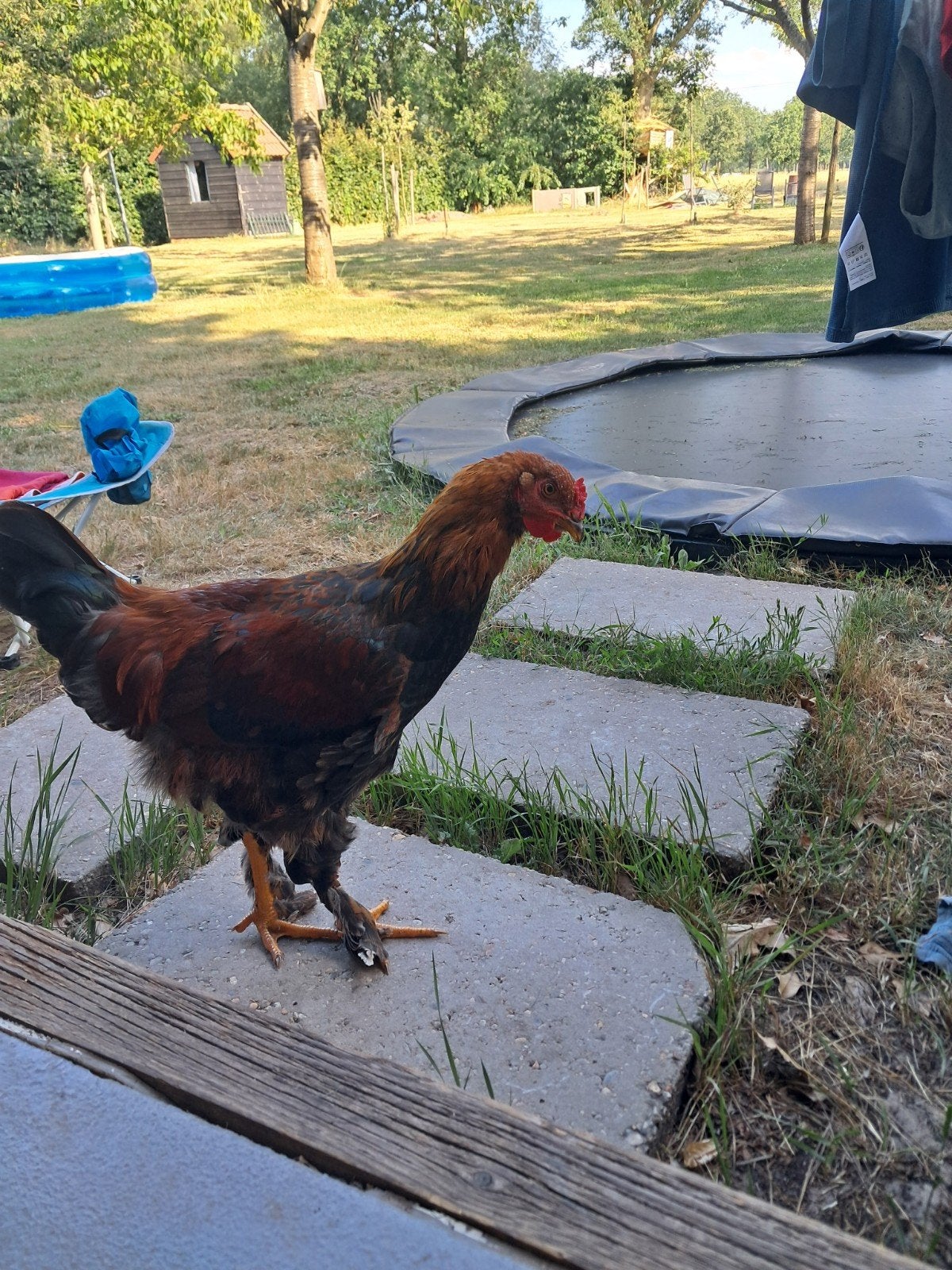 Gratis hanen, Dieren en Toebehoren, Pluimvee, Mannelijk, Kip